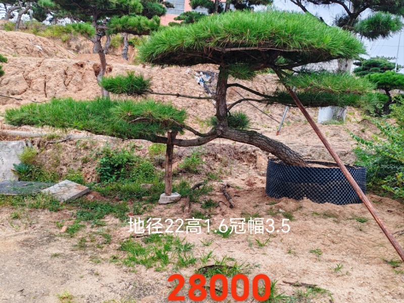 造型松规格齐全货源充足价格优惠欢迎各大老板前来采购