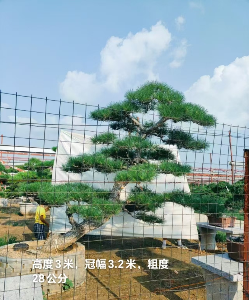造型松规格齐全货源充足价格优惠欢迎各大老板前来采购