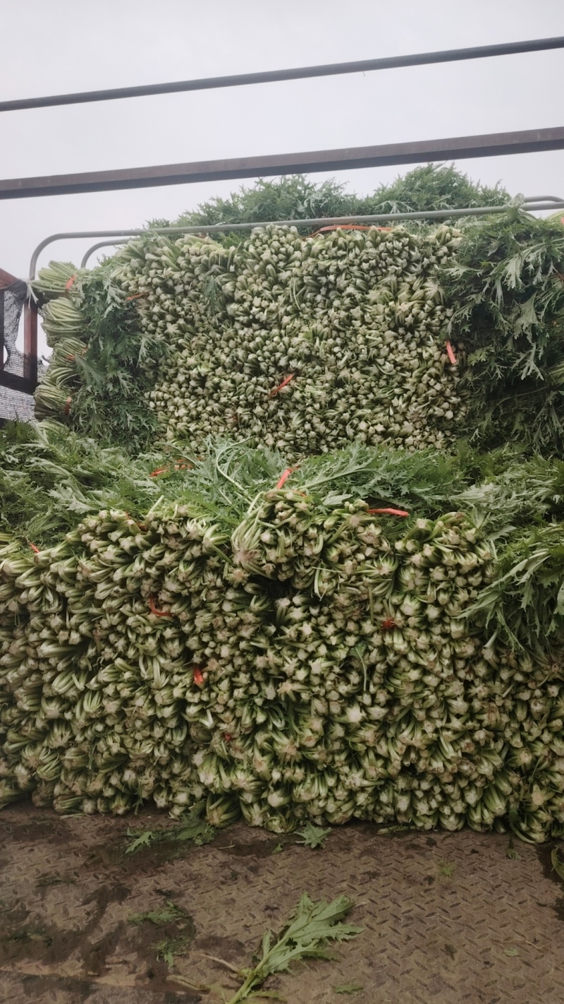 雪里红产地直发品质保障量大优惠对接全国量大优惠