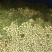 雪里红产地直发品质保障量大优惠对接全国量大优惠