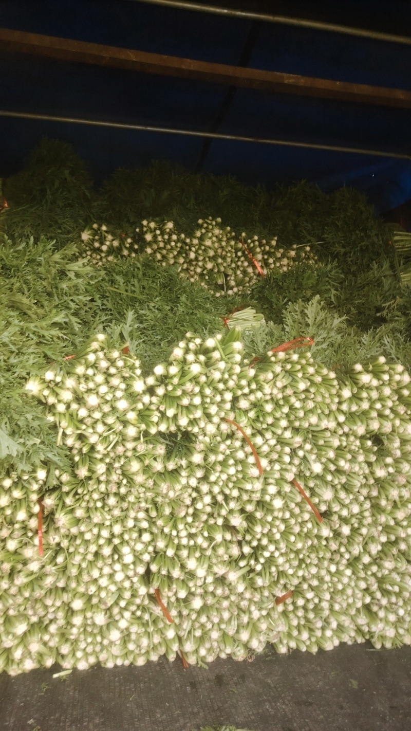 雪里红产地直发品质保障量大优惠对接全国量大优惠