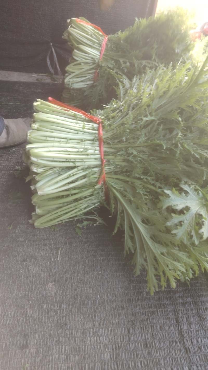 雪里红产地直发品质保障量大优惠对接全国量大优惠