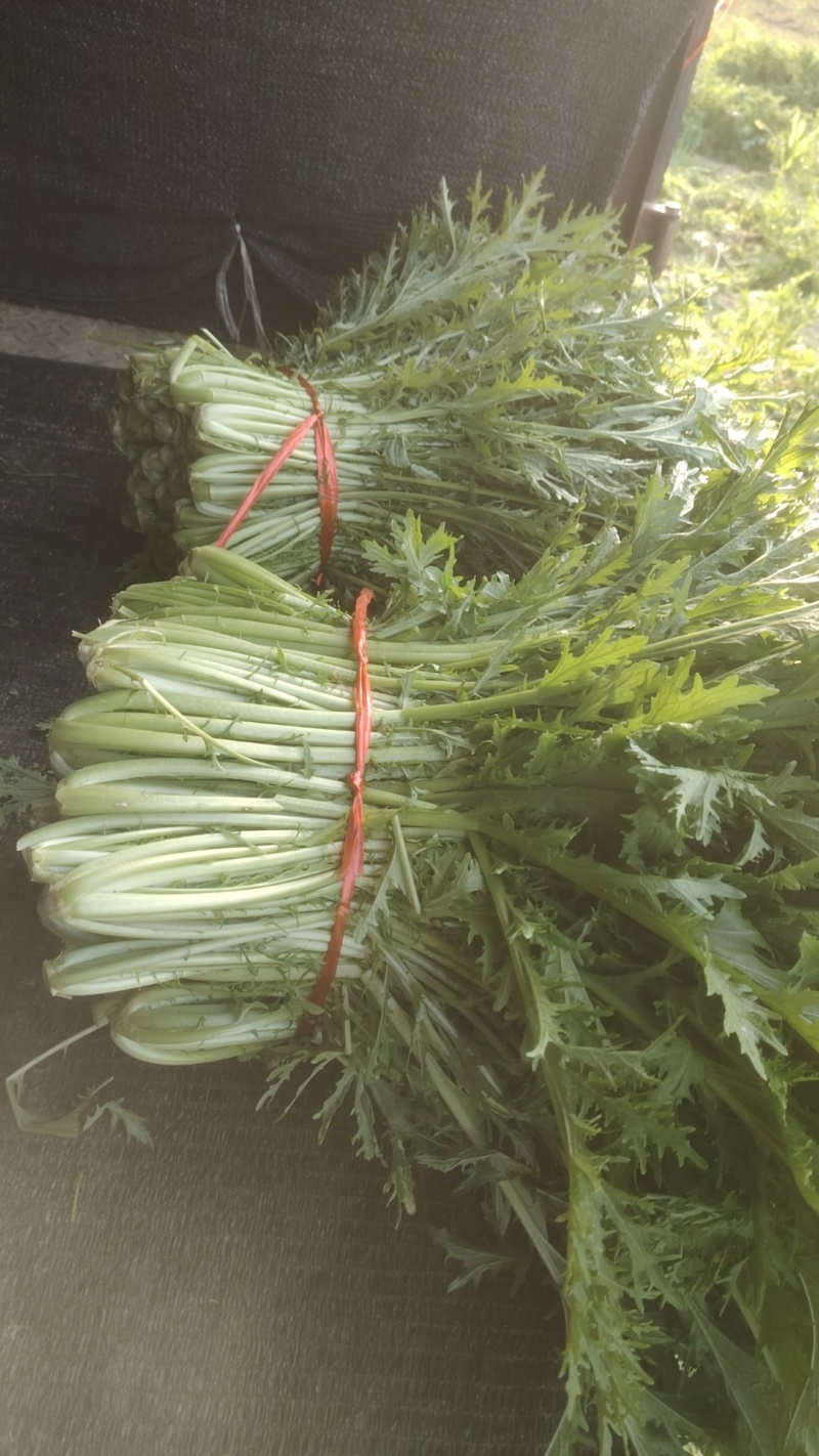 雪里红产地直发品质保障量大优惠对接全国量大优惠