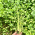 四季大油叶耐抽苔香菜种子耐热耐抽苔小芫荽铁杆速生