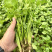 四季大油叶耐抽苔香菜种子耐热耐抽苔小芫荽铁杆速生