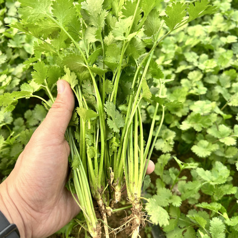 四季大油叶耐抽苔香菜种子耐热耐抽苔小芫荽铁杆速生