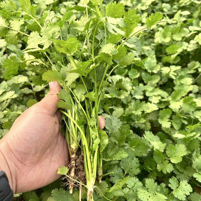 四季大油叶耐抽苔香菜种子耐热耐抽苔小芫荽铁杆速生