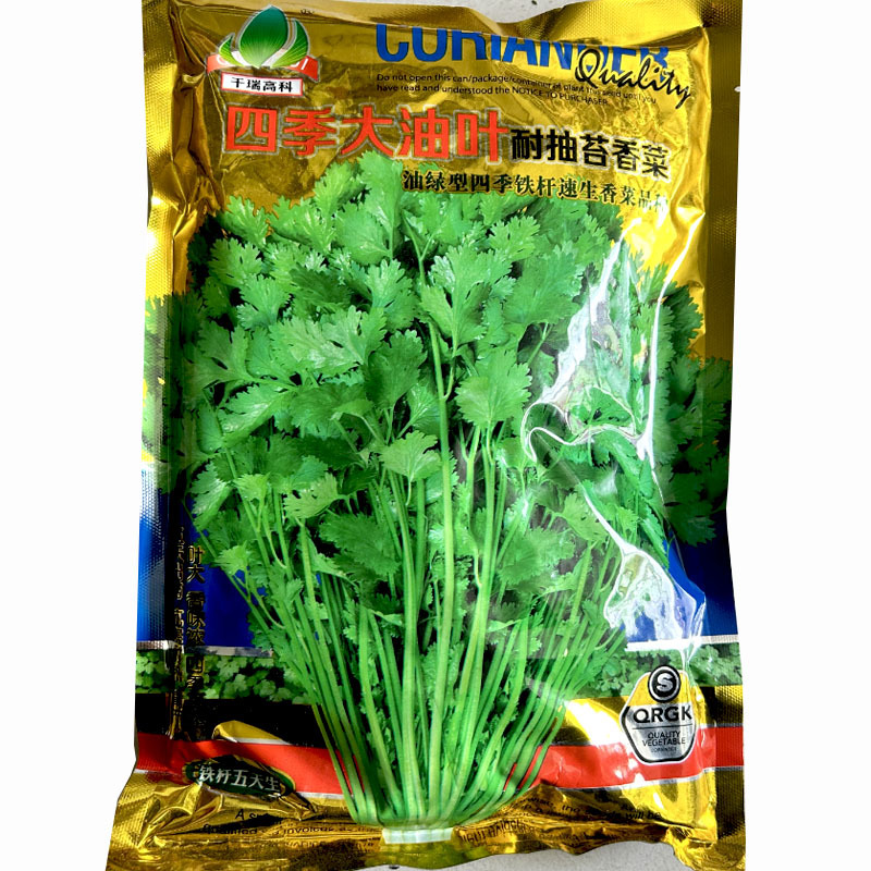四季大油叶耐抽苔香菜种子耐热耐抽苔小芫荽铁杆速生