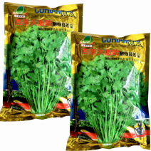 四季大油叶耐抽苔香菜种子耐热耐抽苔小芫荽铁杆速生