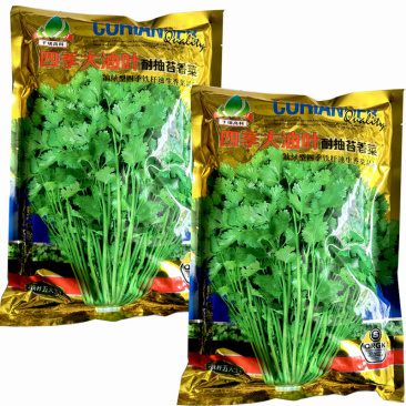 四季大油叶耐抽苔香菜种子耐热耐抽苔小芫荽铁杆速生
