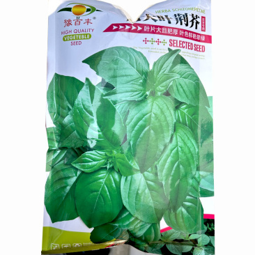 大叶荆芥种子大全河南发芽好香味浓四季大田基地