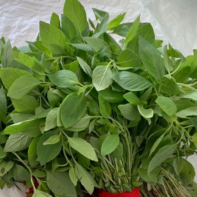 大叶荆芥种子大全河南发芽好香味浓四季大田基地