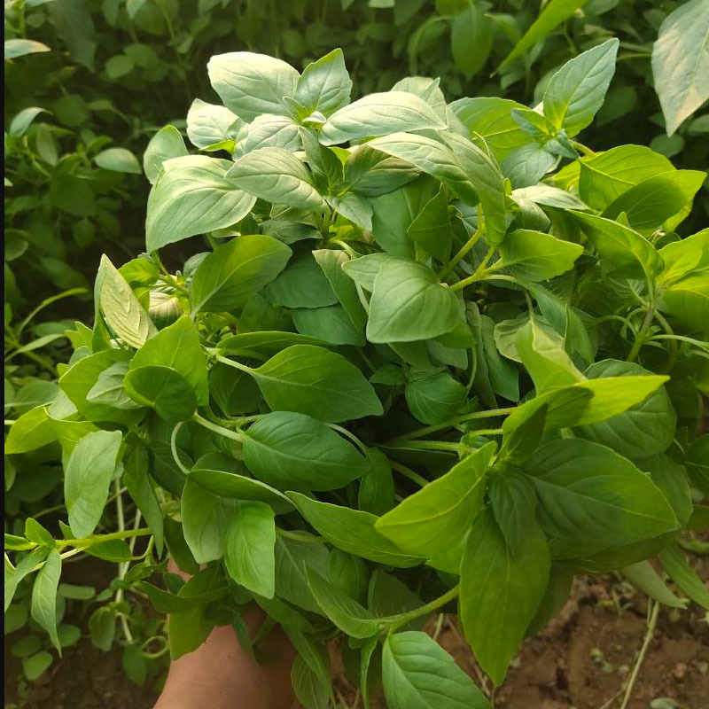 大叶荆芥种子大全河南发芽好香味浓四季大田基地