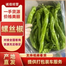螺丝椒大量上市，品质保障，全国发货欢迎老板电话联系