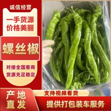螺丝椒大量上市，品质保障，全国发货欢迎老板电话联系