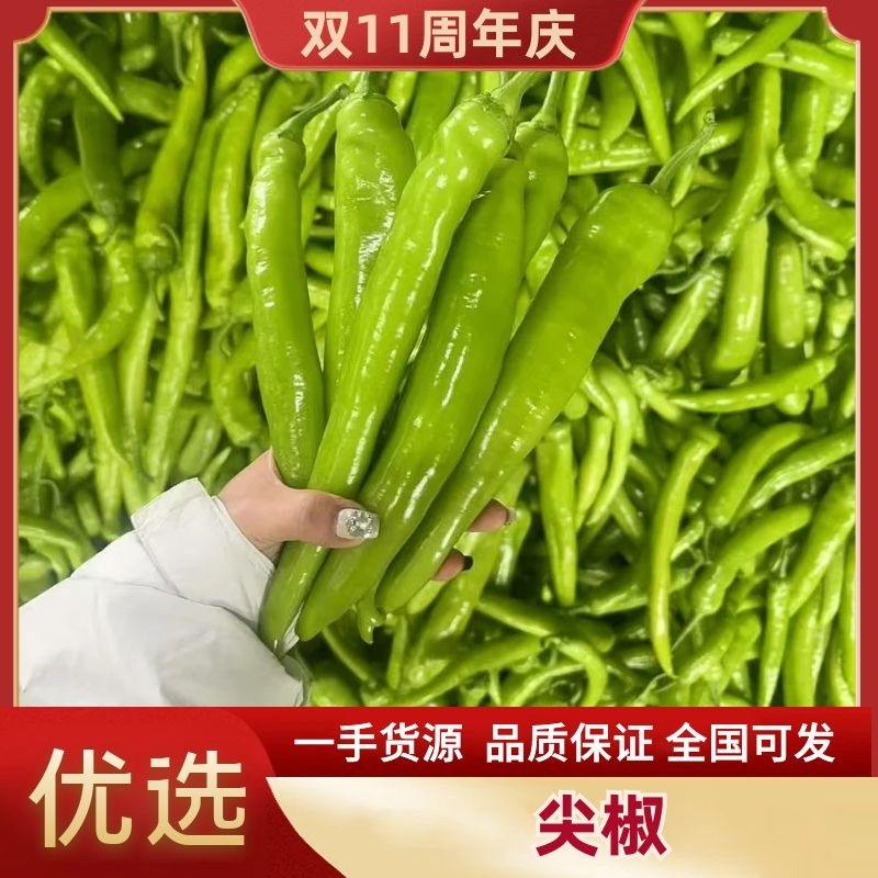 尖椒大量上市，品质保障，全国发货欢迎老板电话联系