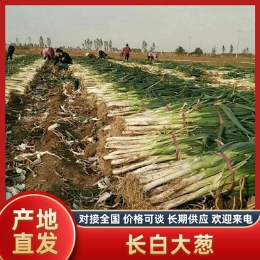 【大葱】曹县精品长白大葱大量有货农家自种欢迎采购