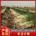 【大葱】曹县精品长白大葱大量有货农家自种欢迎采购