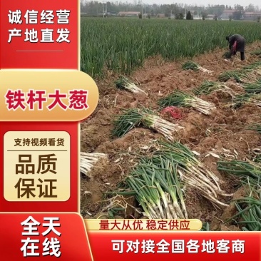 大葱山东菏泽曹县铁杆大葱长白大葱，培育各种葱苗