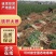 大葱山东菏泽曹县铁杆大葱长白大葱，培育各种葱苗