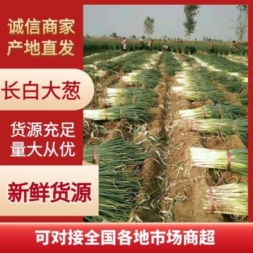 山东长白大葱，葱白长45左右，自家种植200亩