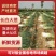 山东长白大葱，葱白长45左右，自家种植200亩