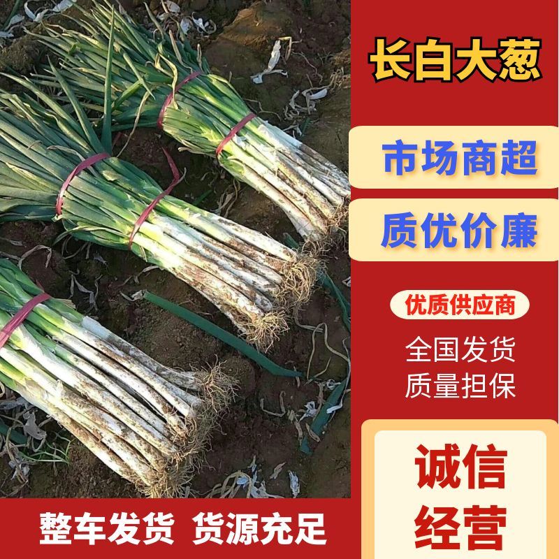 山东曹县长白，，白高40厘米，葱白较实，手选货，