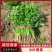 小叶香菜万亩产地直发，现采现发，量大优惠，对接批发市场