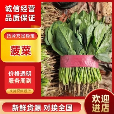 菠菜15~20厘米万亩产地直发现采现发量大优惠对接批发市场