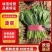 菠菜15~20厘米万亩产地直发现采现发量大优惠对接批发市场