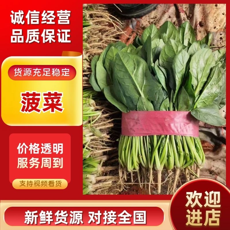 菠菜15~20厘米万亩产地直发现采现发量大优惠对接批发市场