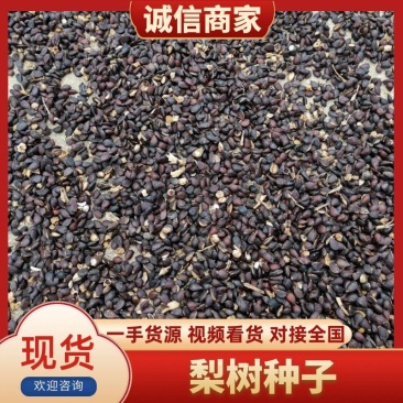 【推荐】优质梨树种子大量供应品质保证全国发货