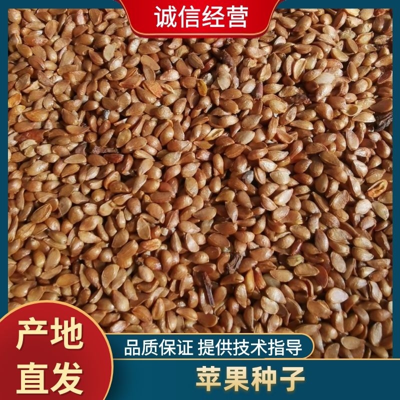 【推荐】优质苹果种子大量供应品质保证量大价优