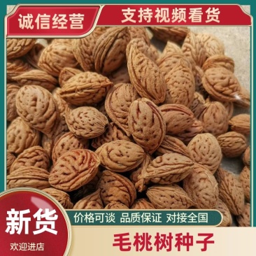 【推荐】毛桃树种子大量供应品质保证全国发货