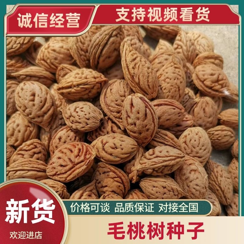 【推荐】毛桃树种子大量供应品质保证全国发货