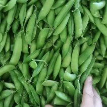 【豌豆】产地直发一手货源量大价优对接全国各级市场欢迎咨询