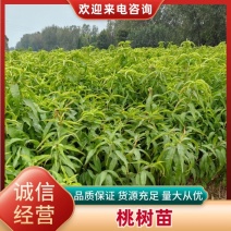 【推荐】优质桃树苗基地直发一手货源品种齐全量大价优
