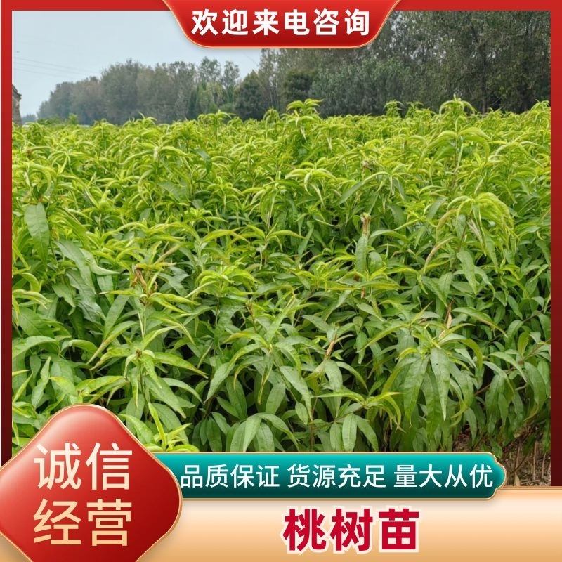 【推荐】优质桃树苗基地直发一手货源品种齐全量大价优