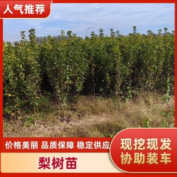 【精选】优质梨树苗基地直发品种齐全量大价优