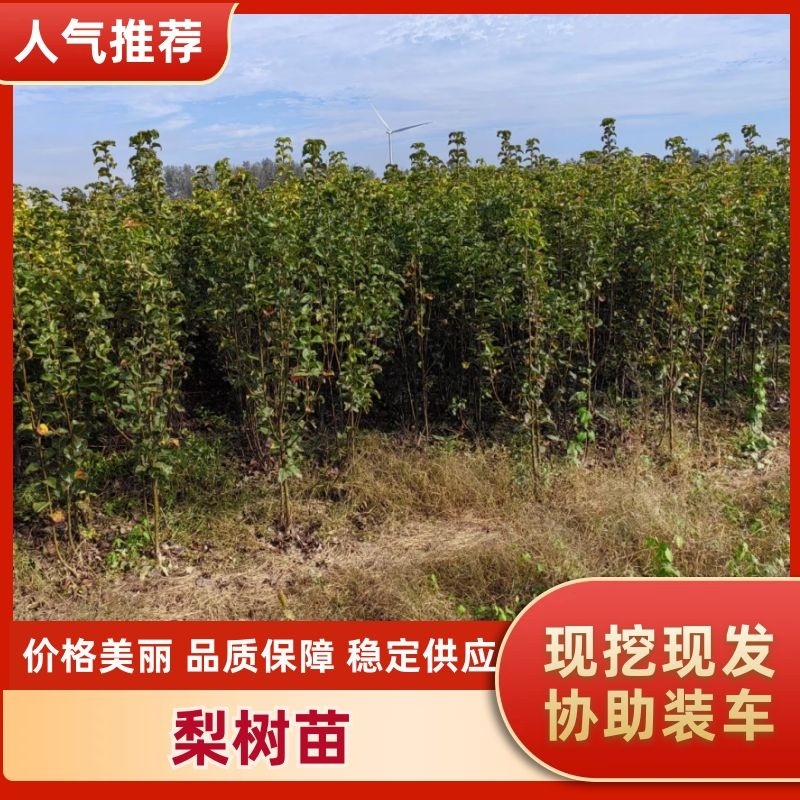 【精选】优质梨树苗基地直发品种齐全量大价优