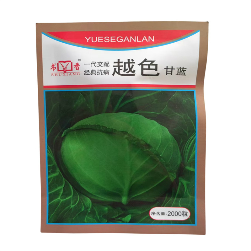越色甘蓝种子松球黄芯水果型甘蓝高产耐裂韩绿甘蓝种子耐寒热