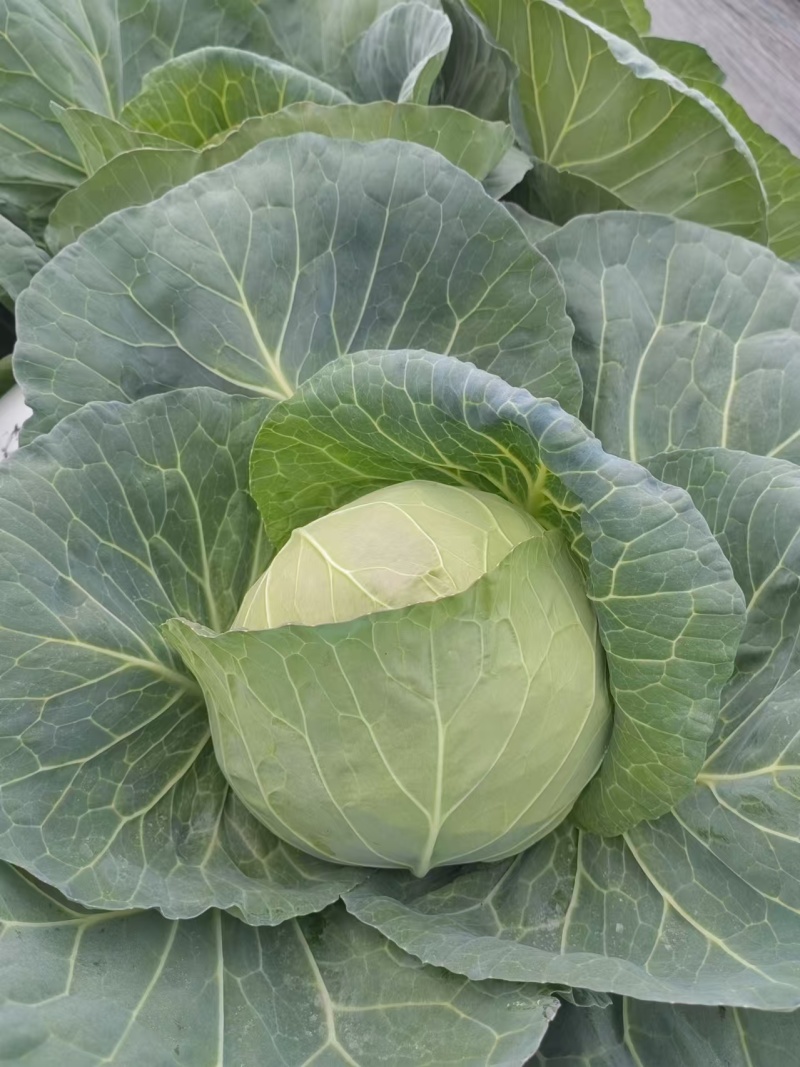 越色甘蓝种子松球黄芯水果型甘蓝高产耐裂韩绿甘蓝种子耐寒热