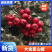 山东聊城冠县大金星山楂大量上市电商货加工果大量供应