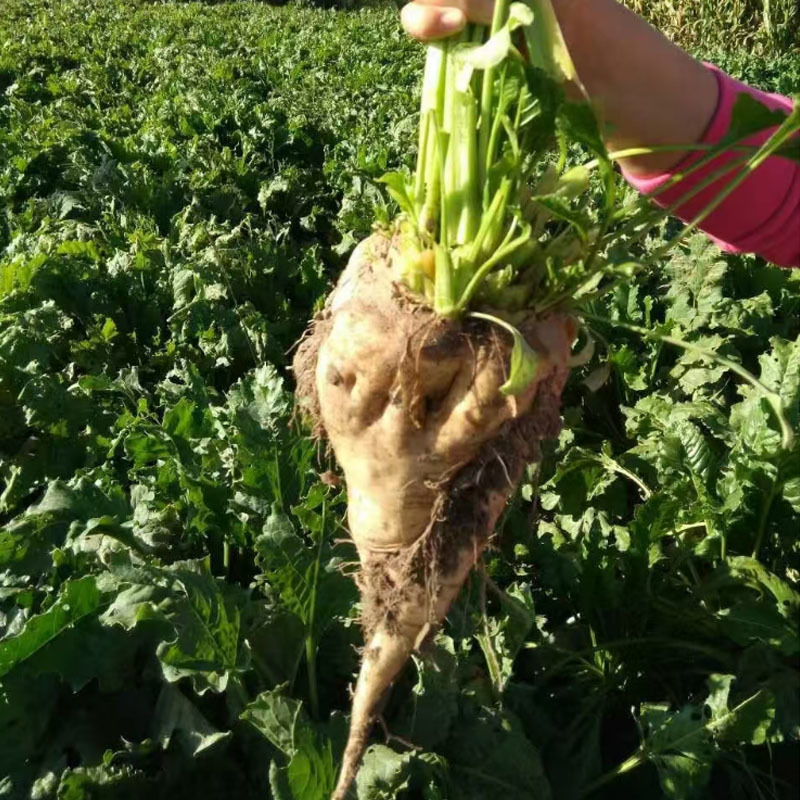 新甜菜王种子含糖量高糖菜种籽皮白色根圆锥形可饲用孑