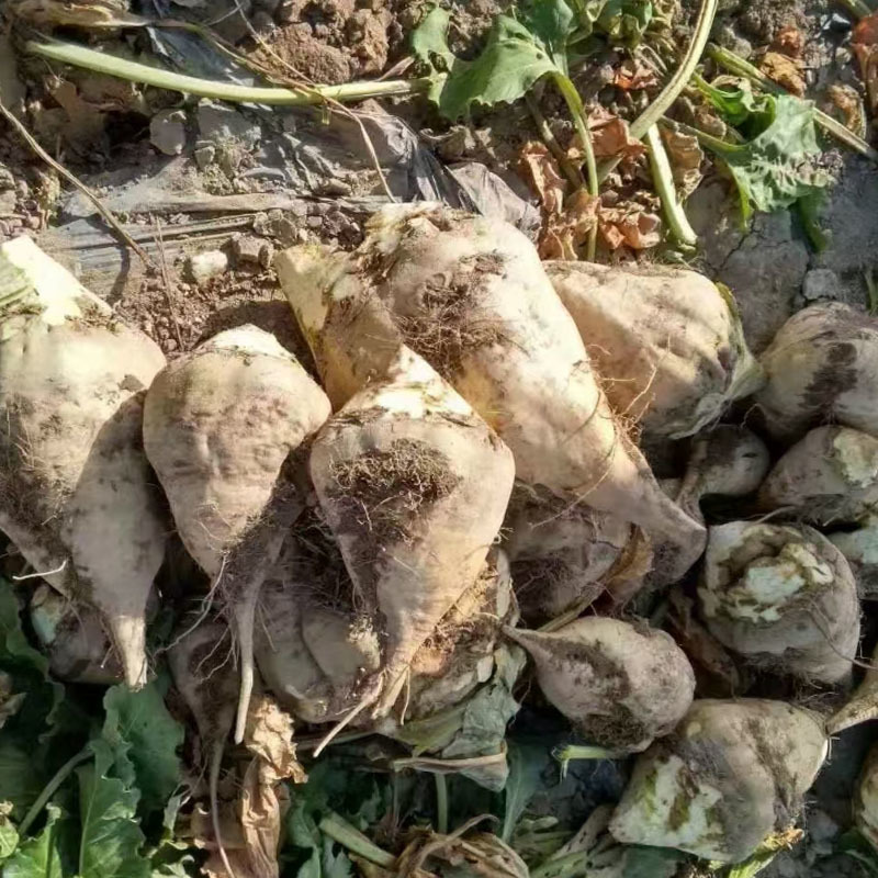 新甜菜王种子含糖量高糖菜种籽皮白色根圆锥形可饲用孑