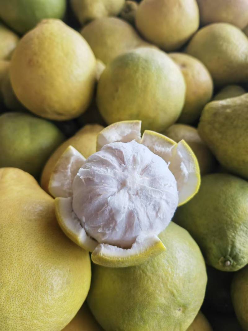 【走货量大】沙田柚四川发货量大从优运费协商沙田柚