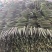 山东黄瓜密刺黄瓜一手货源产地直发欢迎致电