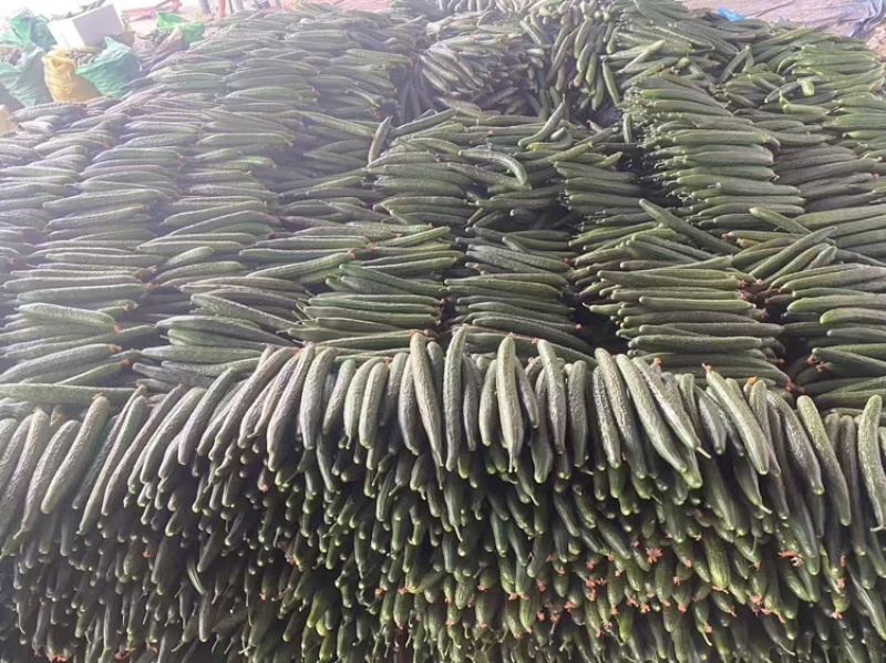 山东黄瓜密刺黄瓜一手货源产地直发欢迎致电