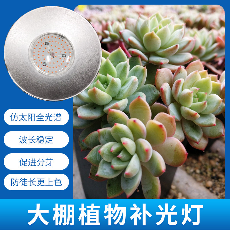 照光灯补光灯多肉专用灯