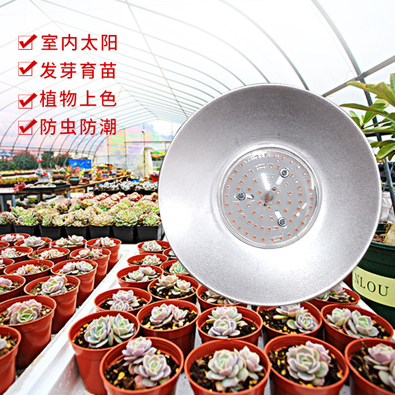 照光灯补光灯多肉专用灯
